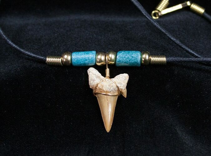 Fossil Shark Tooth Necklace #606